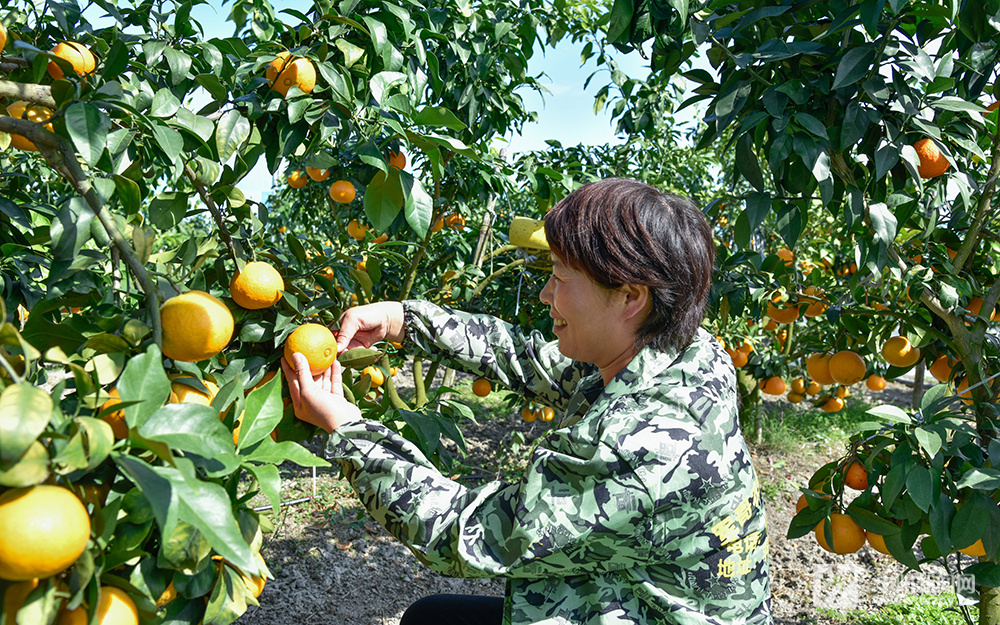���t���ˡ������Ȳ�ժ
